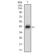 Anti-DAPK3 antibody [4H-C8]