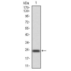 Anti-NOX4 antibody [G11-H2]