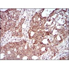 Anti-MMEL1 antibody [D5-H2]