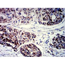 Anti-PIGR antibody [6E5A9]