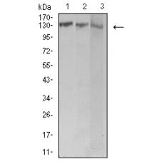 Anti-BCR antibody [G12-E11]
