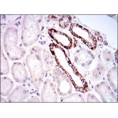 Anti-TIE1 antibody [D2-D12]