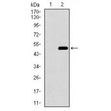 Anti-PPP1CB antibody [A7-C7]