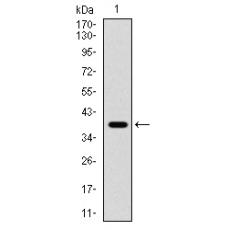 Anti-TERT antibody [G9-H2]