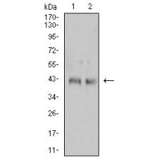 Anti-CD132 antibody [4A8E5]