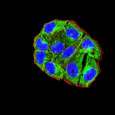 Anti-CD156 antibody [2C1F3]