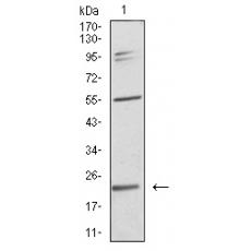 Anti-IL28A antibody [A4-B9]