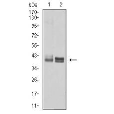 Anti-HLA-B antibody [B10-G7]