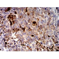 Anti-MUC5AC antibody [G6-H8]