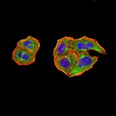 Anti-PTPN14 antibody [H7-B3]