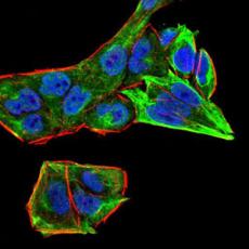 Anti-Rab13 antibody