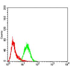 Anti-CBX3 antibody