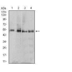 Anti-RF1 antibody