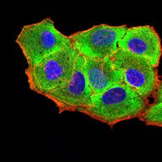 Anti-RUNX3 antibody [B8-E2]
