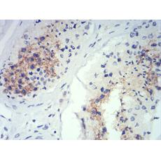 Anti-ATG14L antibody [C10-F7]