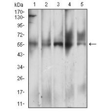 Anti-CD299 antibody [8A1B3]