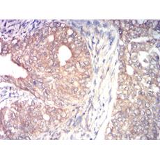 Anti-MAP3K14 antibody [2G2B4]
