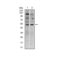 Anti-T antibody [A2-H9]