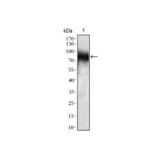 Anti-CD33 antibody [B7-C6]