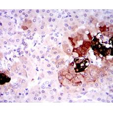 Anti-SST antibody [E7-G5]