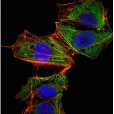 Anti-CRTC1 antibody [A2-B5]