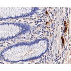 Anti-Myeloperoxidase antibody [A1F4]