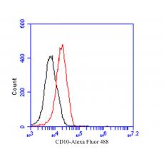 Anti-CD10 antibody [A1G3]