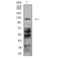 Anti-PCDH9 antibody [A2-G3]
