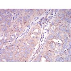 Anti-SEC31A antibody [C6-D12]