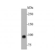 Anti-CD10 antibody [A1G4]