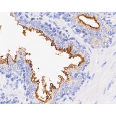 Anti-CD10 antibody [A1G5]