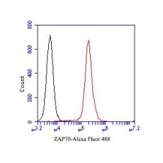 Anti-ZAP70 antibody [A1B5]