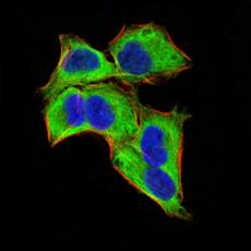 Anti-GLI1 antibody [F8-B9]