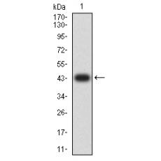 Anti-EZH1 antibody [3B6B9]
