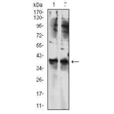 Anti-TBP antibody [7G11C8]