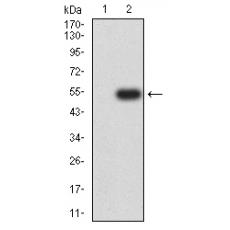 Anti-RBBP7 antibody [2A10C2]