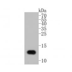 Anti-Lysozyme antibody [A5A8]