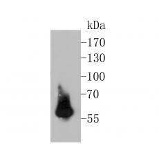 Anti-PAX8 antibody [6G1]