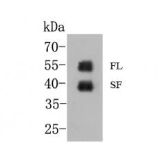 Anti-GATA3 antibody [A3G3]