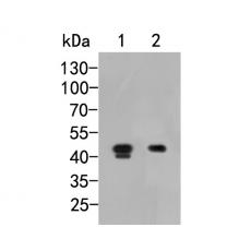 Anti-MICA antibody [A4C5]
