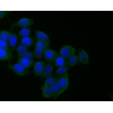 Anti-CD21 antibody [A4E5]