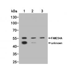 Anti-FAM234A antibody [A5-A10]