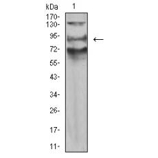 Anti-AFAP1L2 antibody [D1-H6]