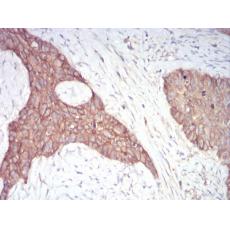 Anti-ADD1 antibody [H1-D4]