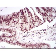 Anti-PER3 antibody [9B-7D]