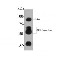Anti-Myeloperoxidase antibody [A1F2]