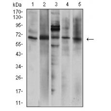Anti-P2RX7 antibody [G1-D6]