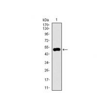 Anti-KEAP1 antibody [B10-G]