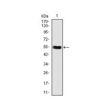 Anti-DKK3 antibody [C6-A5]