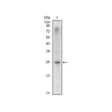 Anti-NKX3A antibody [C3-H4]